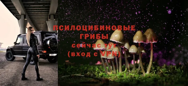 Псилоцибиновые грибы Psilocybe Никольское